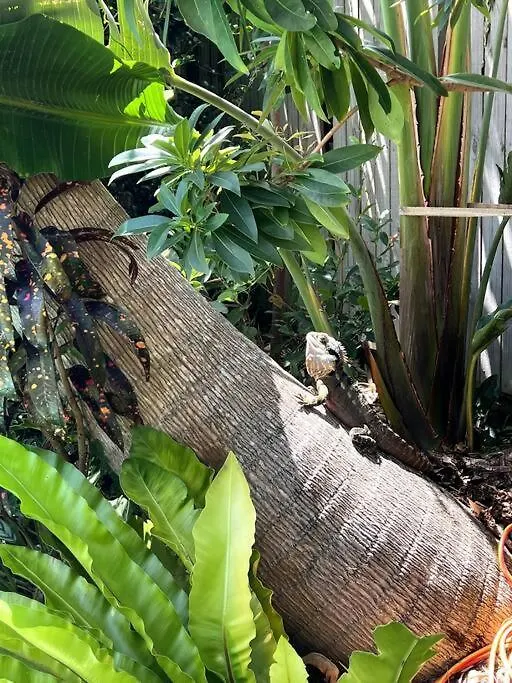 Holiday home Beach Jungle - Hot Tub, Firepit & Pool In Beachside Oasis Byron Bay